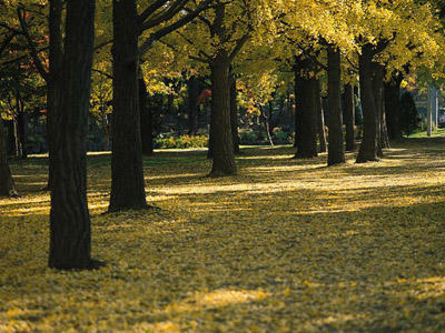 薬剤師としてあと何年働きますか？～生涯年収のお話～