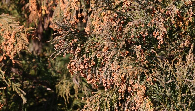 花粉のイメージ