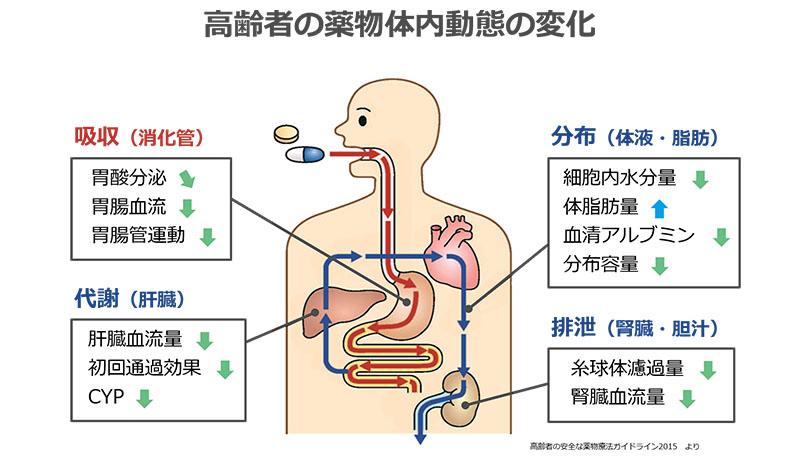 高齢者の薬物体内動態の変化